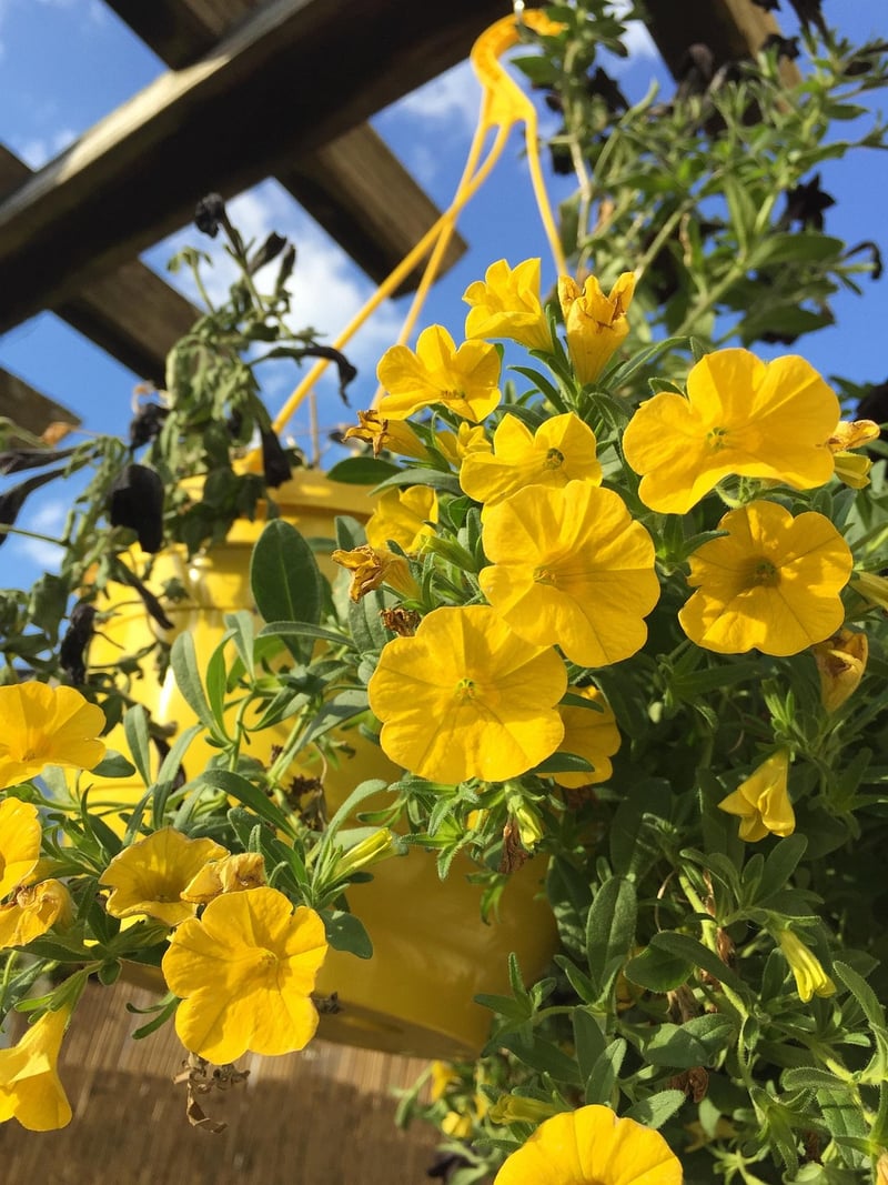 Hanging Planter Baskets